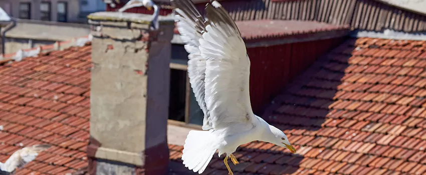 Residential Chimney Animal Removal Solution in Lakewood, NJ
